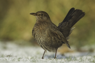 Female blackbird on frosty ground