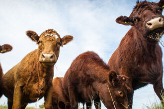 Cattle