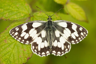 marbled white butterfly 