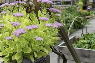 Community Gardening