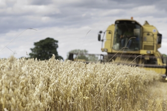 Oat Harvest, Ellingstring