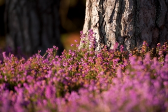 Bell heather on heathland