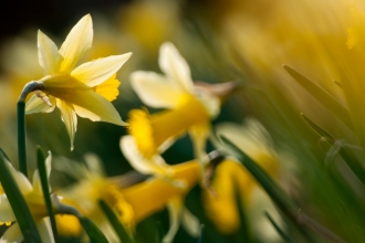 Wild daffodil