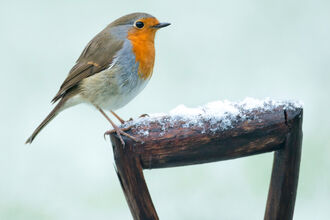 Robin in snow