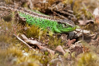 Sand Lizard