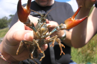 Signal Crayfish