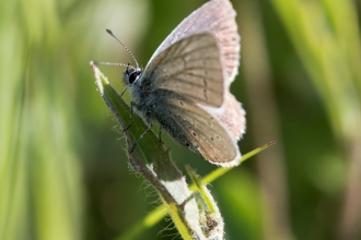 Small blue butterfly