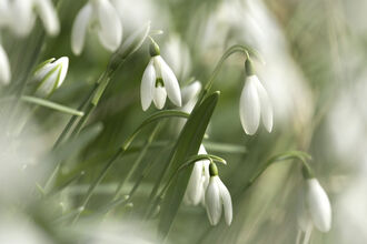 Snowdrops