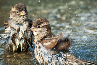 House sparrows taking a bath