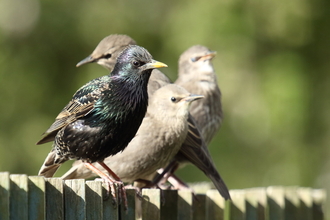 Starling family