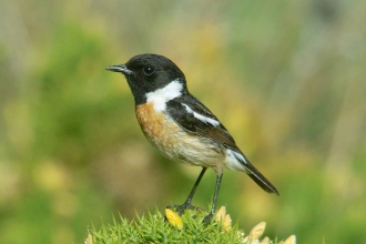 Stonechat