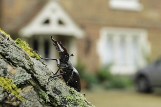 Stag beetle in garden