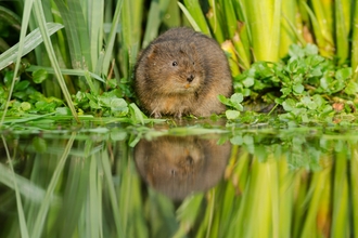 Water vole