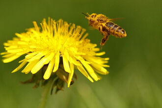 Bee pollinating dandelion