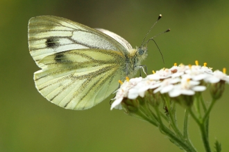 Green-veined white