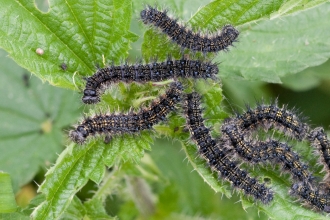 Small tortoiseshell caterpillars