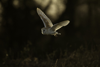 Barn owl