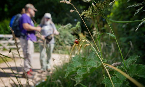 Hedgerow Survey