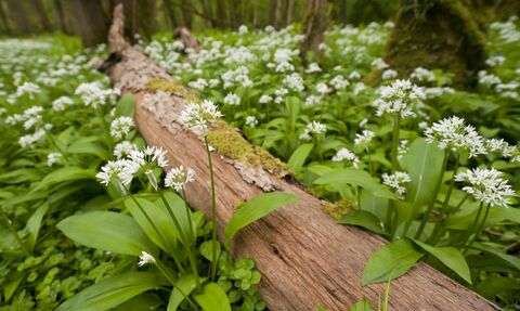 Ramsons