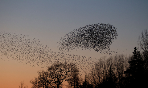 Murmuration of starlings at sunset