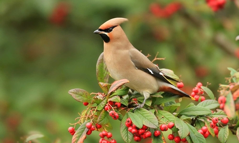 foraging waxwing