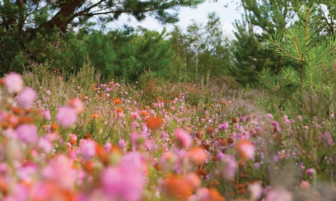 Heather landscape