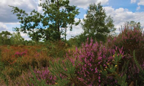 Whitmoor Common