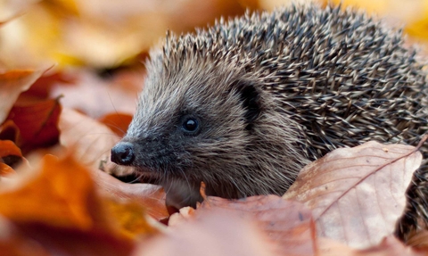 Hedgehogs in garden