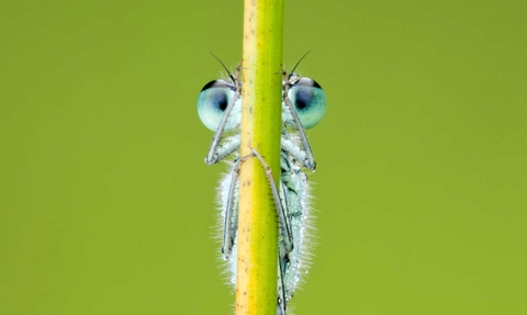 damselfly