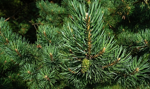 Pine needles