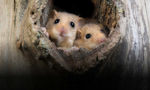 Two Dormice peeping out of a hole in a tree