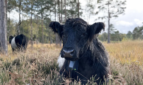 Belted Galloway Cow