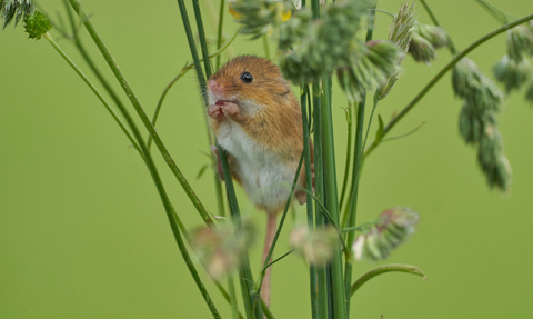 Harvest mouse