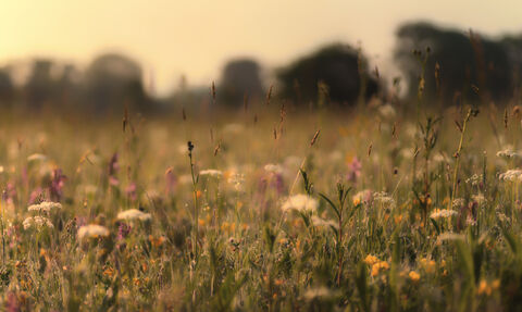 Eades meadow