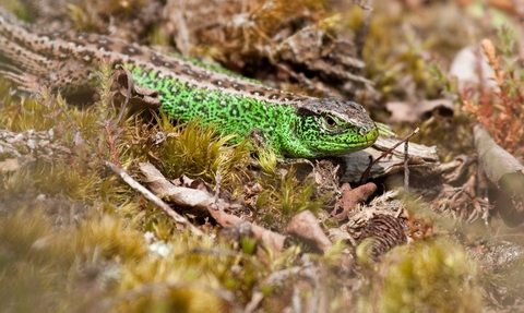 A Sand Lizard in heathland