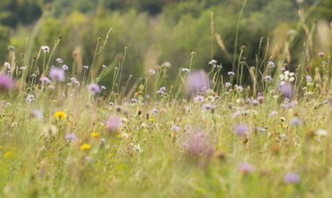 Wildflower meadow
