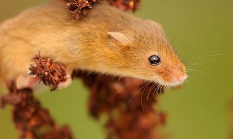 Harvest Mouse