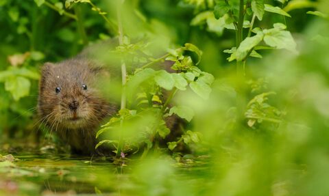 A Water Vole on a river bank