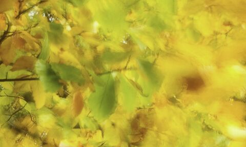 Autumn leaves