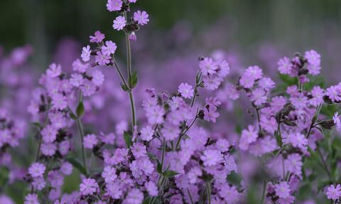 Red campion