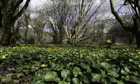 lesser celandine
