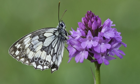 Marbled white