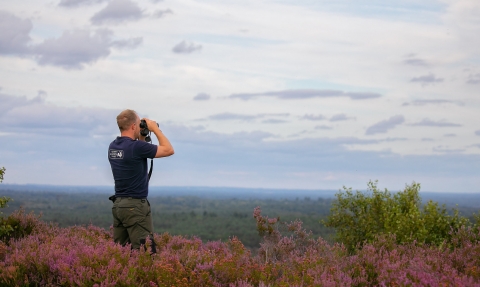 heathland in Surrey