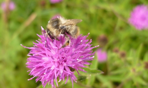 Shrill Carder Bee