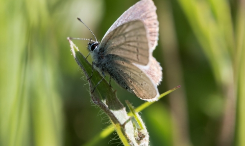 Small blue butterfly