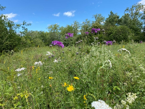 Howell Hill Surrey Wildlife Trust Howell Hill Surrey Wildlife Trust