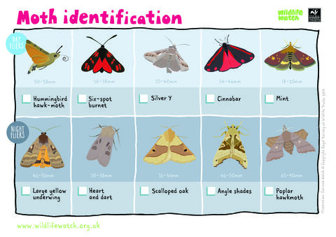 Identify moths | Surrey Wildlife Trust