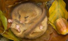 Hibernating dormouse