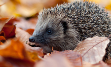 Hedgehog in leaves