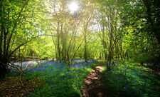 The sun shining through the trees over a carpet of bluebells at Cucknell's Wood